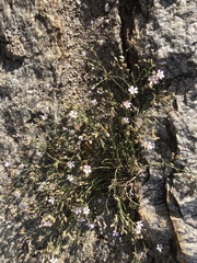 Psammophiliella muralis