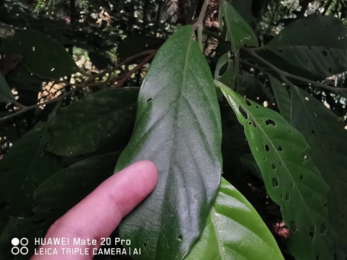 Gironniera parvifolia observed 2022-09-21