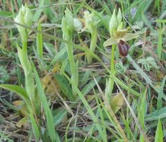 Ophrys sphegodes sphegodes