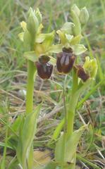 Ophrys sphegodes sphegodes