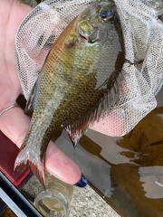Lepomis auritus