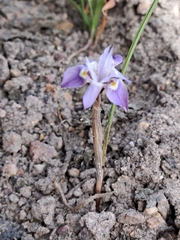 Moraea setifolia