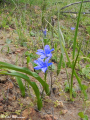 Tecophilaea violiflora