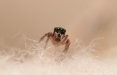 Chalcoscirtus diminutus