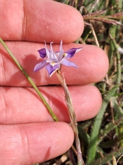 Moraea setifolia