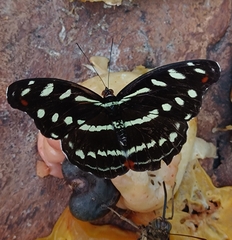 Catonephele acontius