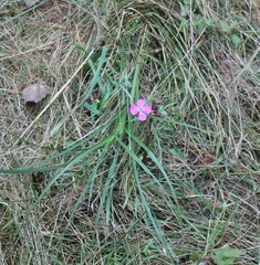 Dianthus deltoides