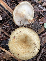 Lactarius scrobiculatus