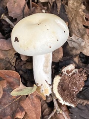 Russula cerolens