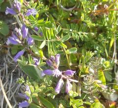 Polygala calcarea