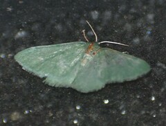 Xerochlora mesotheides