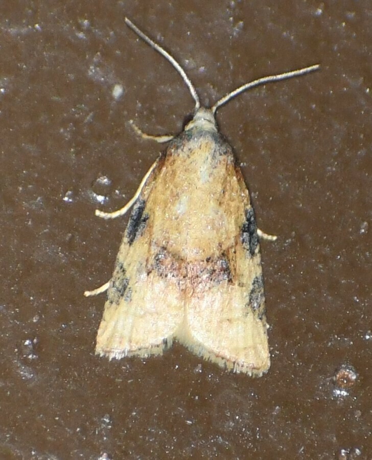 Platynota texana
