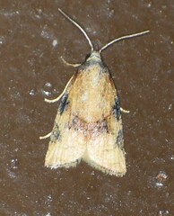 Platynota texana