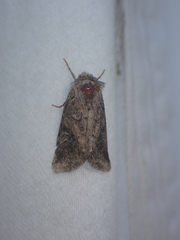 Eriopygini