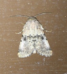 Properigea continens