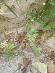 Fleischmannia incarnata