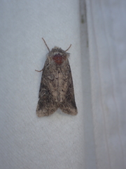 Eriopygini
