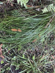 Juncus patens