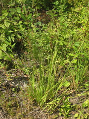 Juncus phaeocephalus phaeocephalus