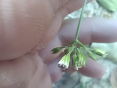 Fleischmannia incarnata