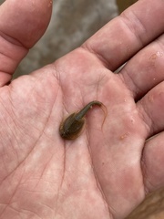 Triops longicaudatus