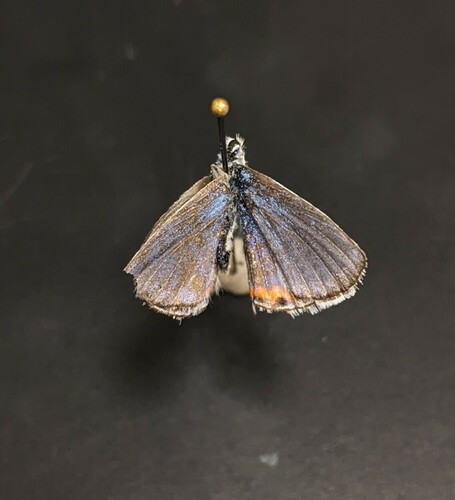 iNaturalist observation photo of Acmon Blue
