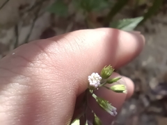 Fleischmannia incarnata