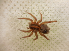 Trochosa