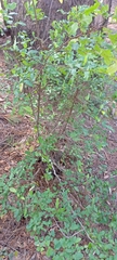 Nothofagus obliqua