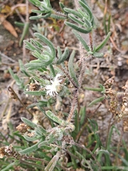 Drosanthemum calycinum