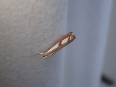 Catoptria latiradiellus
