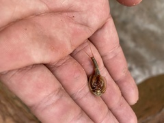 Triops longicaudatus