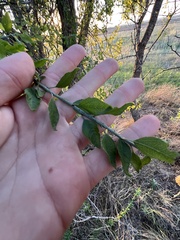 Sarcomphalus obtusifolius