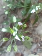 Fleischmannia incarnata