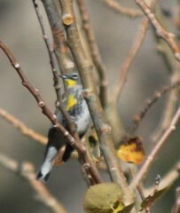 Setophaga coronata auduboni