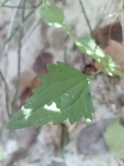 Fleischmannia incarnata