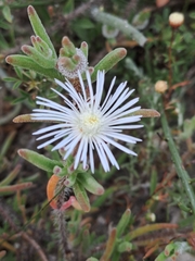 Drosanthemum calycinum
