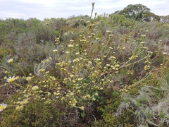 Leucadendron verticillatum