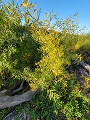 Salix eriocephala