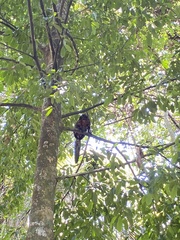Pithecia chrysocephala