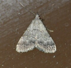 Bleptina flaviguttalis