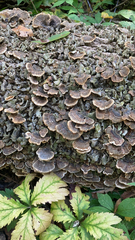 Trametes versicolor