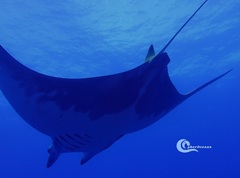 Mobula tarapacana