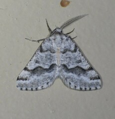 Macaria pallipennata