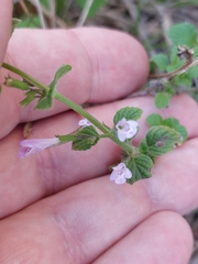 Clinopodium nepeta