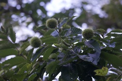 Castanea mollissima