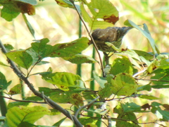 Haemorhous purpureus