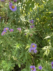 Symphyotrichum novae-angliae