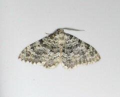 Zenophleps obscurata