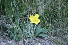 Oenothera brachycarpa